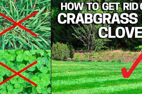 How to Get Rid of Crabgrass &amp; Clover in the Lawn - Weed Control Like a Pro