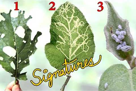 WHAT IS EATING MY PLANTS? 👺 | Common Garden Pest Control using Leaf Signatures