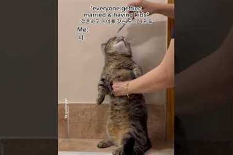 Having a cat is the best! #shorts #funny #cat