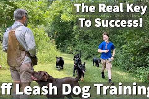 How To Keep Your Dog's Attention When Off Leash Training!