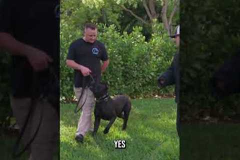 How to Train Your Dog for Ultimate Control