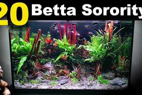 20 Betta Sorority Forest Tank (All in One Aquarium System)