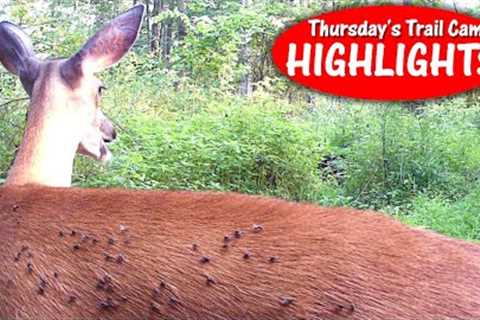 Bucks on the Move, Fawn tries to Drink, Heron is Craning: Thursday's Trail Cam Highlights: 8.3.23