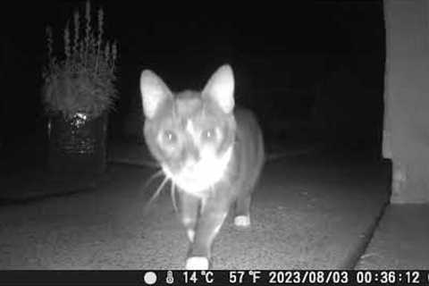 cat close up trail camera