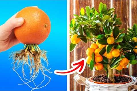 Great ideas and hacks for growing plants
