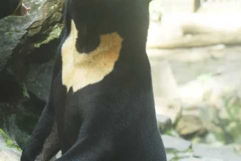 China Zoo Denies Its Sun Bears Are Actually Humans In Disguise After Viral Video