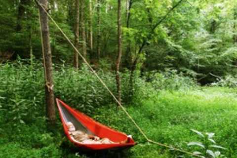 Single Tree Hammock Hang