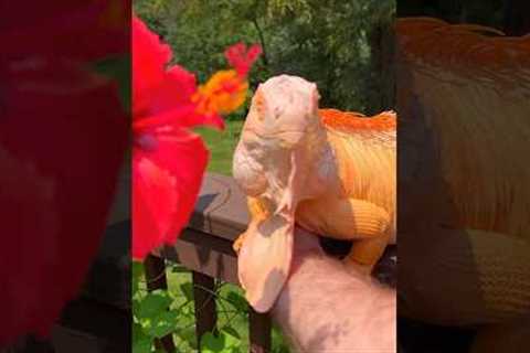 What a day 🤗🧡✨ #dragonandme #lizard #orange #pet #iguana #reptile