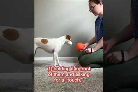 Teach your dog to play SOCCER!