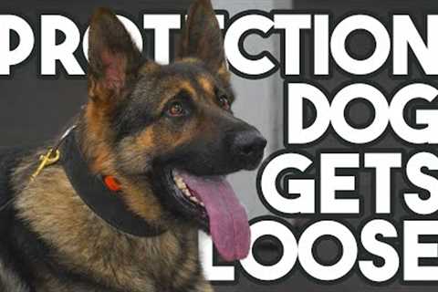 Protection Dog Training Day