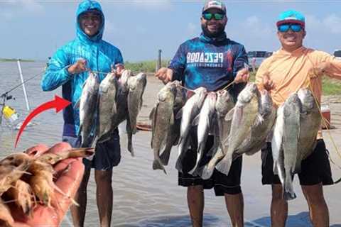 Fishing with Dead shrimp for keeper Black Drum CATCH &amp; COOK *Corpus Christi TX