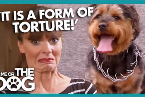 Victoria shocked by tortured  Dog wearing a 'Pinch Collar' | It's Me or The Dog