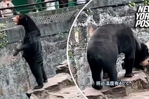 Chinese zoo forced to deny bear is a human in costume