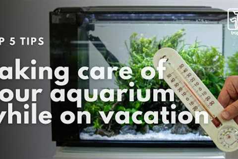 5 Tips for Taking Care of Your Aquarium During Summer