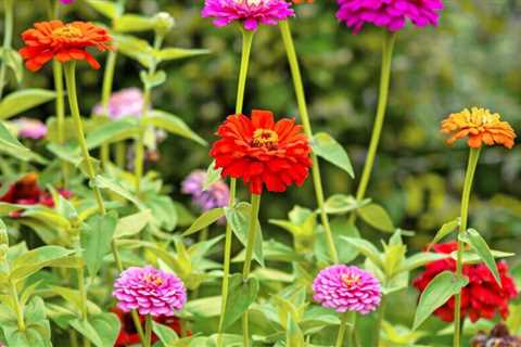 What You Need to Know About Growing Zinnias