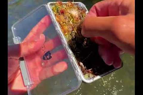 The Ultimate Fly Fishing Mind-Blowing Moment