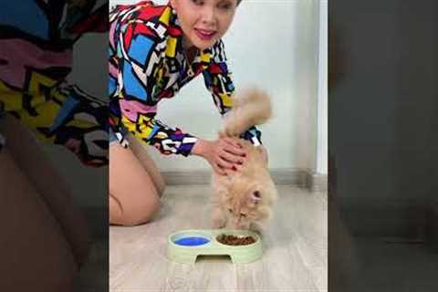 Why was My Cat so Scared #shorts #tiktok