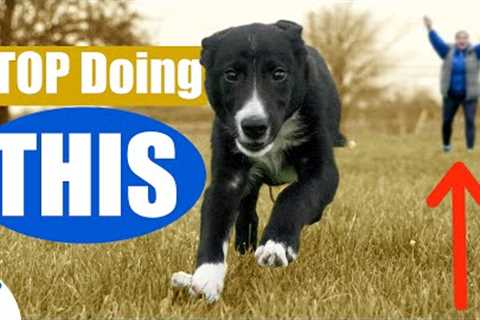 The BIGGEST Mistake People Make When Teaching A Puppy Recall