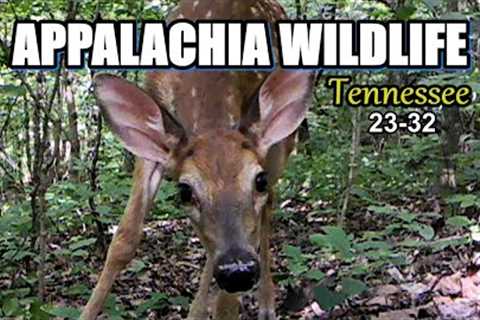 Appalachia Wildlife Video 23-32 from Trail Cameras in the Foothills of the Great Smoky Mountains