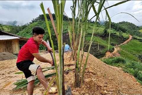 dig trees to plant around the house to keep the land from landslide