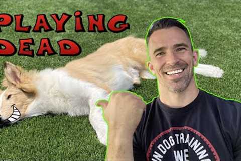 Bang Bang! FAST Way to Teach Your Dog to Play Dead! Dog Tricks!