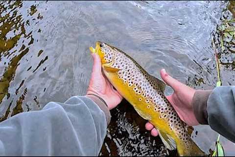 Fly Fishing on the River Doon Ayrshire Scotland