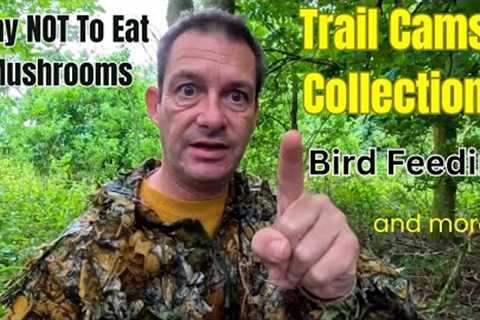 NOT An Expert? Then NEVER Eat A Wild Mushroom!