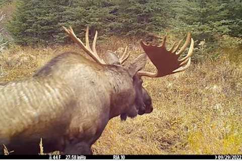 Game Camera Adventures: Browning Trail Camera at the Snag