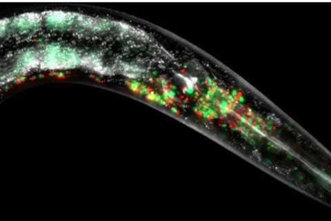 The discovery of cell proteins could lead to a healthier ageing