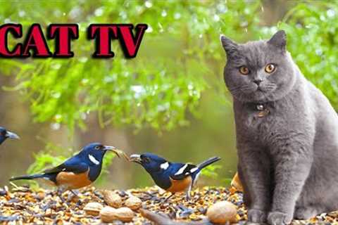 CAT TV  Soothing Music for Cats to Relieve Stress and Anxiety