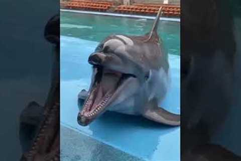 human friendship  whale | human friendship with animals