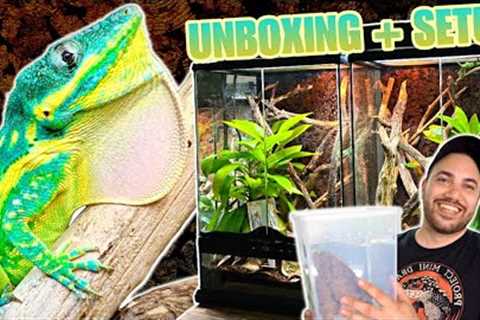 I GOT THE MOST BEAUTIFUL LIZARDS IN THE WORLD! BLUE BEAUTY ANOLE UNBOXING, TERRARIUM SETUP, FEEDING