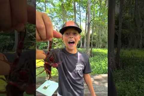 3 WAYS TO HOLD A CRAWFISH 🦞🤏 #crawfish #fishing #crawfishboil #louisiana