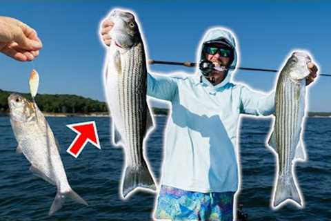 Fishing with Spoons &amp; Gizzard Shad for Striped Bass - CATCH, CLEAN &amp; COOK!