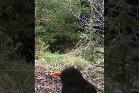 WILD Blackbird Caught on Trail Camera!