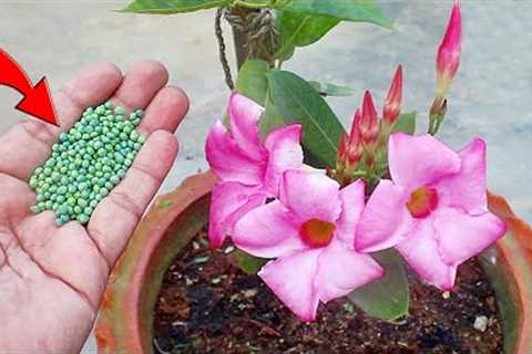 10 PRACTICAL Monsoon Gardening HACKS That You ASKED!