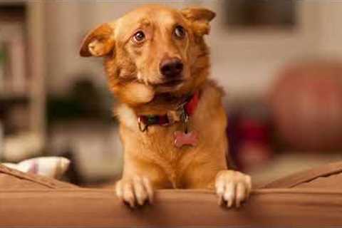 The Best Dog Training Tips