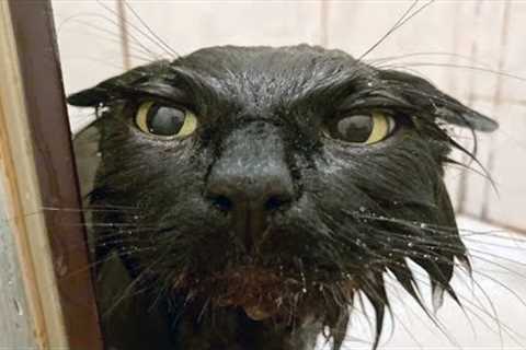 FUNNY CAT MEMES COMPILATION OF 2023 V28