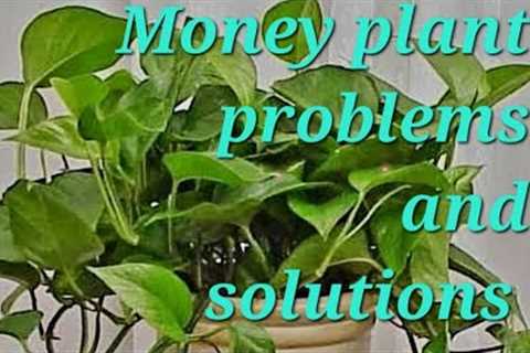Common money plant problems# how to grow healthy money plant#Explore your hobbies!