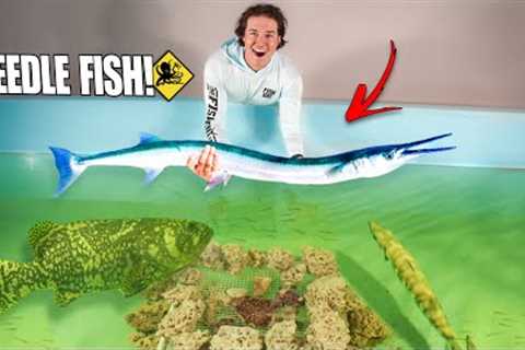 Catching Giant NEEDLE FISH For My SALTWATER POND!