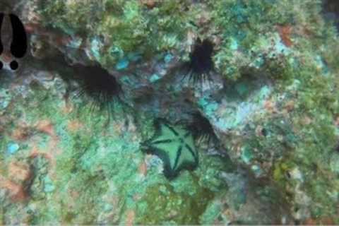 Trip to Tamarindo Costa Rica (4 of 5) - Scuba Diving
