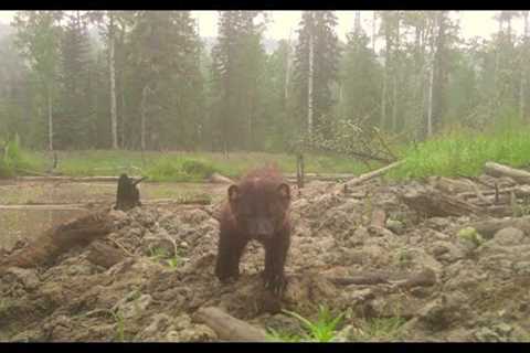 Trail Camera Video – Aug 8, 2023