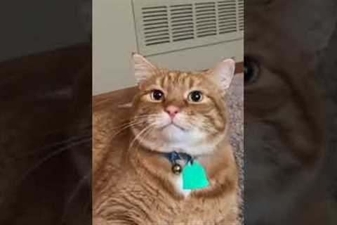 Funny Pet Video found on the Internet #shorts #PetVideos#Dogs#Cats#Puppies#Kittens#FunnyPets#Fun
