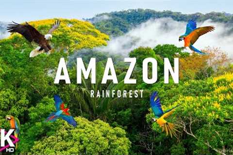 The Amazon 4K - Scenic Wildlife Film With Calming Music