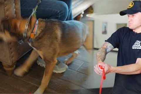 No Dog Trainer has been able to fix this leash reactivity!