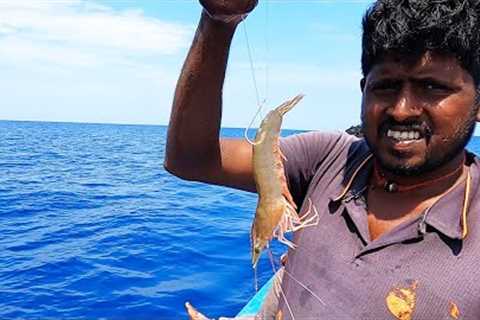 Giant Trevally Fish Caught Using Live Prawns