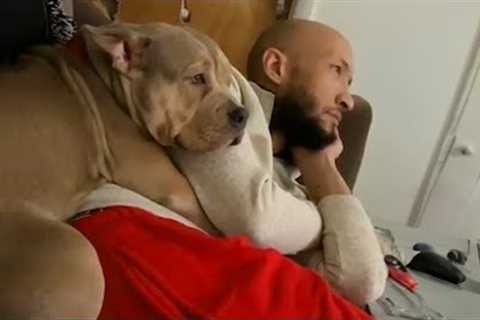 When you get a guard dog, but these moments you will have! 🤣