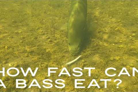 How Fast Can A Bass Eat ? #Shorts