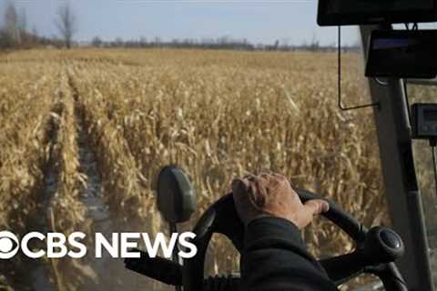 Climate change harming world's food supply with corn, wheat harvests impacted