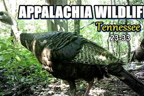 Appalachia Wildlife Video 23-33 from Trail Cameras in the Foothills of the Great Smoky Mountains